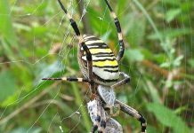 Nhện cái ăn bạn tình là có lí do