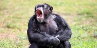 Những đặc trưng “rất” con người ở động vật có thể bạn chưa biết