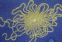 Phát hiện virus mới trong ruột người