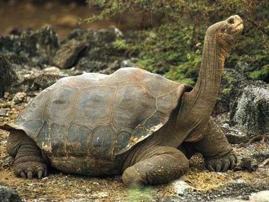 10 loài động vật sống lâu nhất quả đất