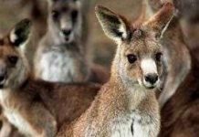 Australia muốn diệt bớt chuột túi Australia muốn diệt bớt chuột túi