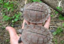 Lần đầu tiên phát hiện rùa rừng Arakan trong tự nhiên