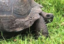 10 loài mới phát hiện ấn tượng nhất năm 2016