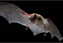 Những con vật lai kỳ lạ Phát hiện chức năng tàng hình của một số loài dơi