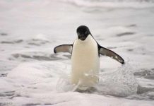 Chim cánh cụt ngày càng đông đúc nhờ trái đất ấm lên