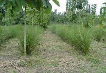 Giữ độ phì cho đất trồng cây lâu năm Giữ độ phì cho đất trồng cây lâu năm