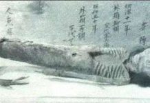 Những xác chết dị hợm của "nàng tiên cá"