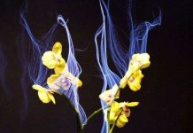 Chuyển kênh TV bằng cây kiểng