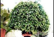 Phân bón từ... tóc