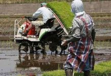 Ngôn ngữ Nhật xuất phát từ bán đảo Triều Tiên