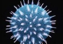 Khám phá quan trọng về virus gây bệnh AIDS Khám phá quan trọng về virus gây bệnh AIDS