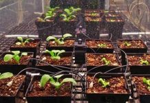 Phi hành gia sắp được ăn rau xanh trồng ngoài không gian Phi hành gia sắp được ăn rau xanh trồng ngoài không gian