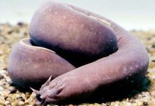 Nghiên cứu chế tạo ra sợi từ chất nhầy của cá