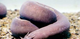 Nghiên cứu chế tạo ra sợi từ chất nhầy của cá