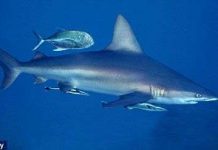 Giải mã bí ẩn về khứu giác 'siêu' nhạy của cá mập