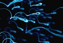 Công thức toán học xác định được cách tinh trùng đàn ông bơi như thế nào