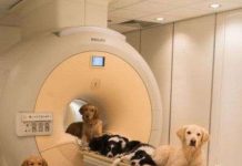 Sự tương đồng đáng ngạc nhiên giữa bộ não con người và loài chó