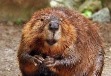 Bạn sẽ cân nhắc hơn khi mua thực phẩm nếu biết chúng chứa những thành phần này