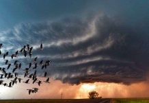 Cách đương đầu khôn ngoan với siêu bão của loài chim