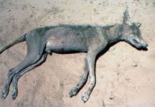 Sự thật bất ngờ về quái thú hút máu gia súc