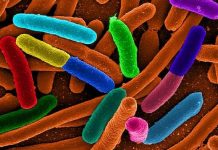 Cảm biến không dây awiss giúp phát hiện vi khuẩn e.coli trong nước