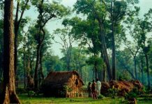 Bí ẩn vùng đất của bầy hổ chúa khổng lồ