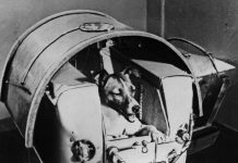 Sau 54 năm bị lãng quên, cô mèo đầu tiên bay vào không gian được đòi lại công bằng