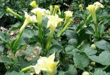 Thuốc trừ sâu từ cây cỏ