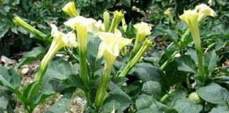 Thuốc trừ sâu từ cây cỏ