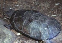 Vì sao rùa nở cùng lúc?