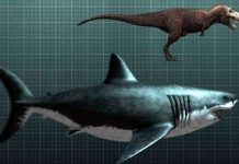 10 quái vật ăn thịt kinh hoàng nhất thời tiền sử