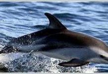 Cá heo giải cứu cá voi Cá heo giải cứu cá voi