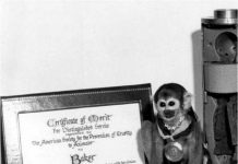 Số phận của những con tinh tinh và khỉ được NASA gửi lên vũ trụ