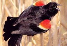 “Mưa chim chết” bí ẩn ở Mỹ