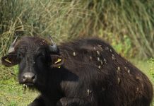 Hãy nhìn bức ảnh con trâu này thật kỹ, bạn có thấy gì lạ không?