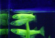 Kỳ thú động vật phát sáng nhân tạo