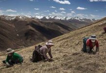 Săn tìm đông trùng hạ thảo trên cao nguyên Tây Tạng