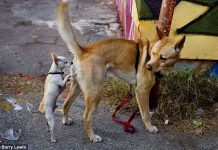 Giải mã hành vi ngửi mông đồng loại kỳ quặc ở loài chó