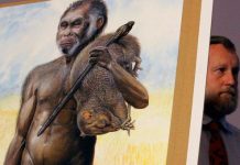 "Hobbit" có thể là một trong những chủng người xuất hiện sớm nhất trên Trái đất