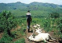 Sương mù bí ẩn giết người hàng loạt