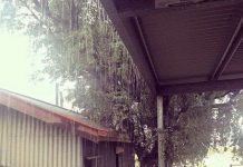 “Trận mưa cá” kỳ lạ khiến người dân sửng sốt