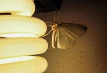 Đèn LED màu nóng ít thu hút muỗi hơn so với đèn màu lạnh