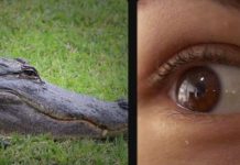 Xem bằng chứng tiến hóa trên chính cơ thể bạn