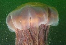 10 loài động vật biển dài nhất