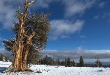 Điểm danh những sinh vật gần như "bất tử" trong thế giới tự nhiên