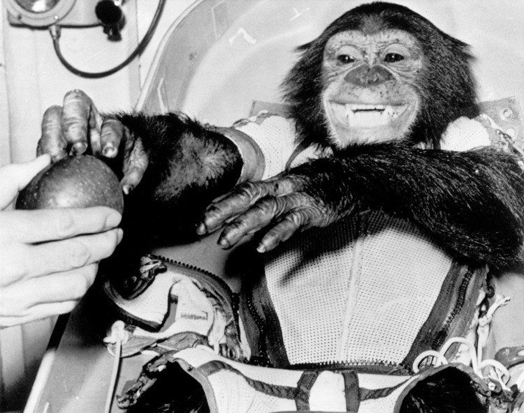 Số phận của những con tinh tinh và khỉ được NASA gửi lên vũ trụ