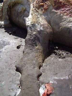 Quái vật biển mắc cạn ở Guinea