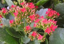 Bài thuốc trị bệnh cực hay từ cây lá bỏng Bài thuốc trị bệnh cực hay từ cây lá bỏng