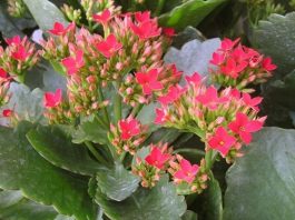 Bài thuốc trị bệnh cực hay từ cây lá bỏng