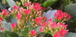 Bài thuốc trị bệnh cực hay từ cây lá bỏng